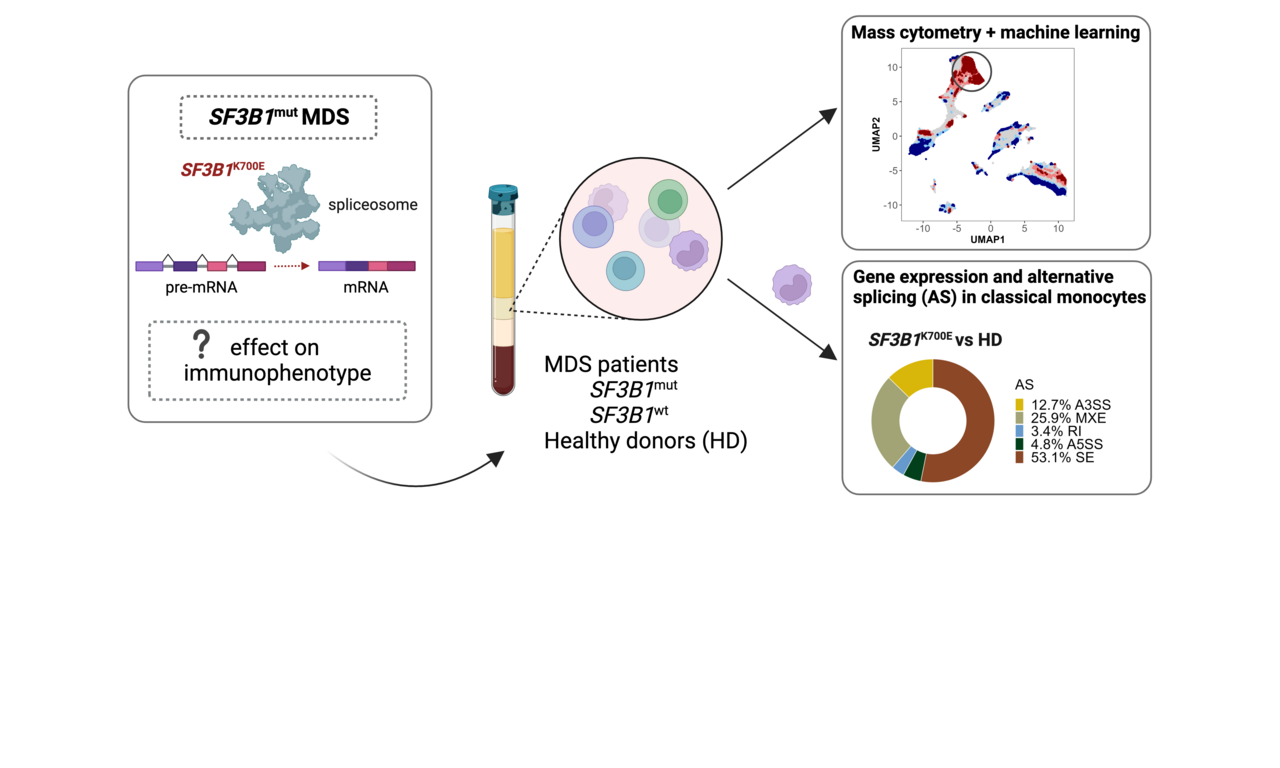 Mutations in the splicing factor SF3B1 are linked to frequent emergence of HLA-DRlow/neg monocytes in lower-risk myelodysplastic neoplasms