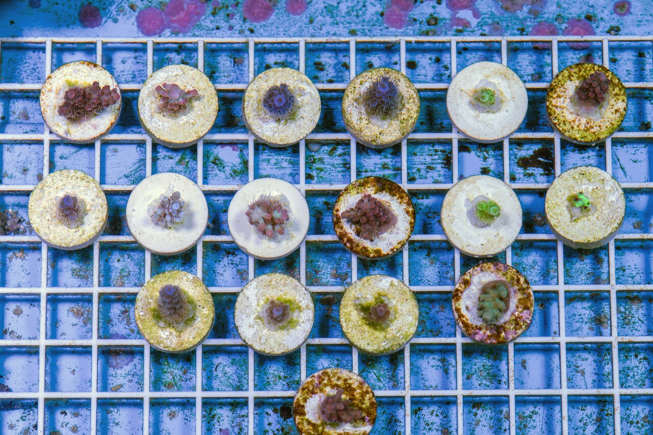 Ocean Conservation & Equity Policy Consultant Here! 