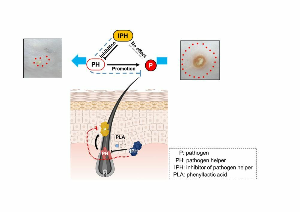 Maskne solution by silencing the pathogen accomplices and boosting skin microbiota harmony