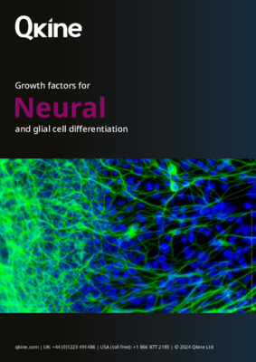 Growth factors for neural and glial cell differentiation