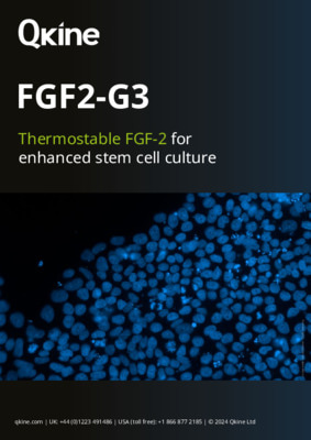 FGF2-G3 Thermostable FGF-2 for enhanced stem cell culture