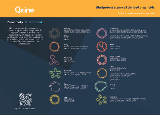Qkine Pluripotent Organoid Growth Factors