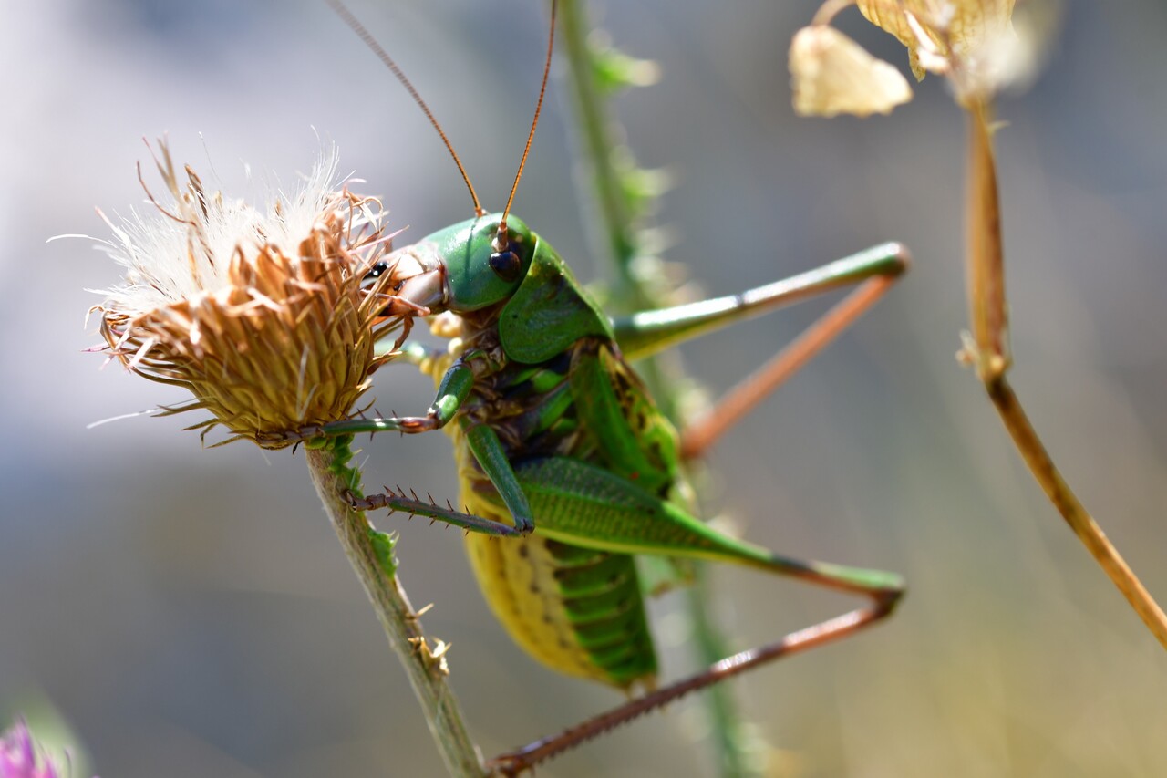 Why animals (and predatory bacteria) outsource costly amino acids