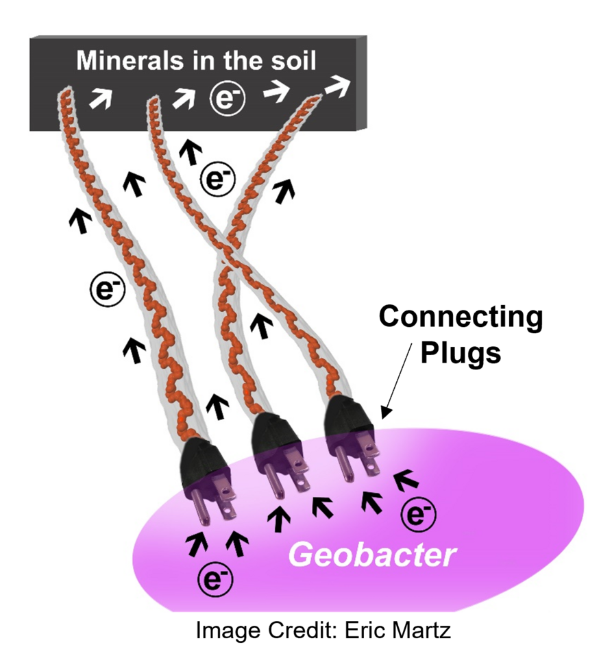 Proteins acting as Electrical Plugs to Charge Microbial Nanowires
