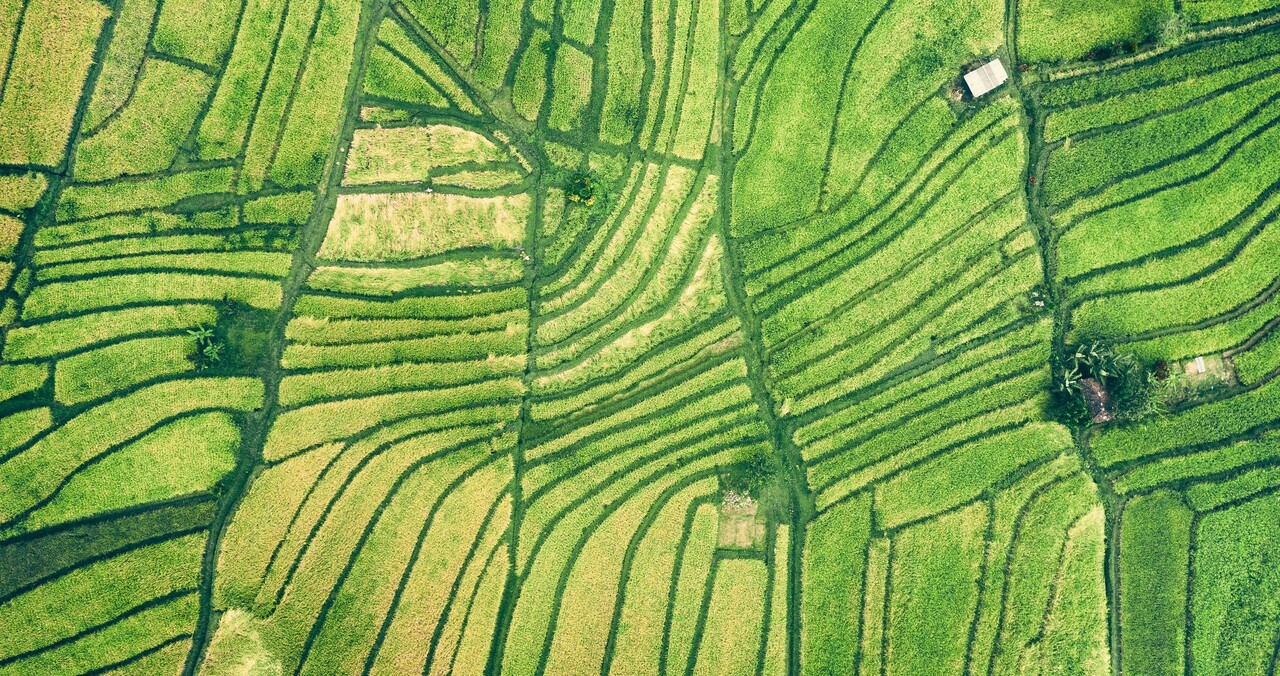 Nonlinear response of monsoon rice yield to rainfall