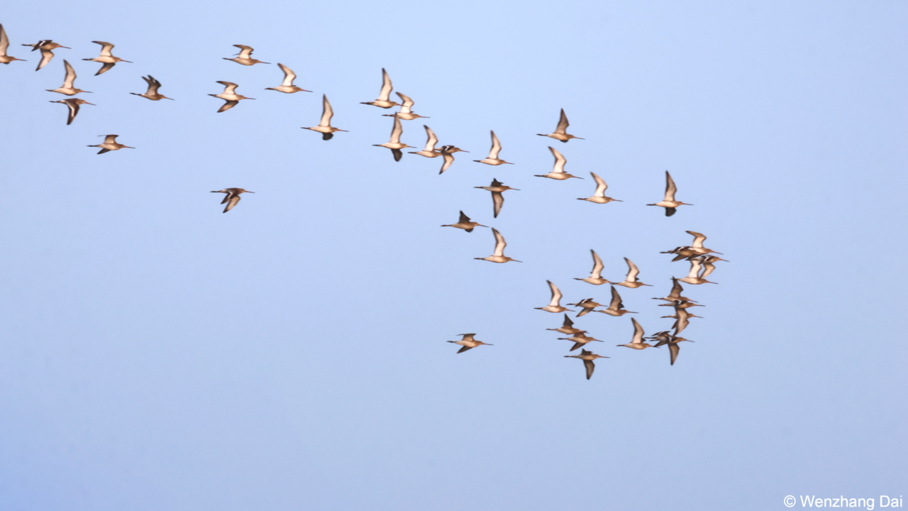 Macroscale relationship between body mass and timing of bird migration Research Communities