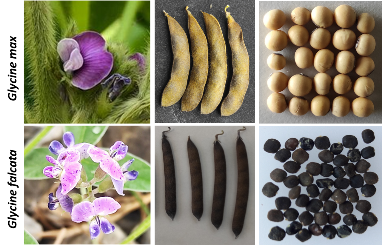 Too good to be true: a genome specific distribution of a transposable element in soybean species