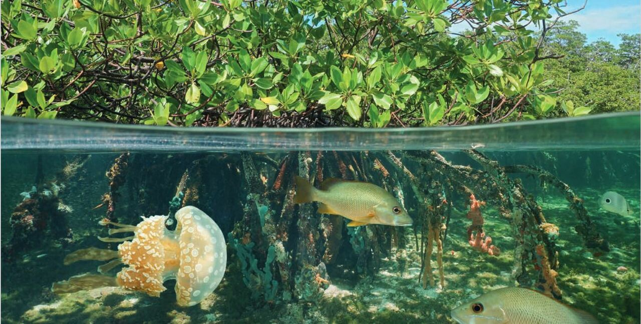 Developing countries can adapt to climate change effectively using nature-based solutions