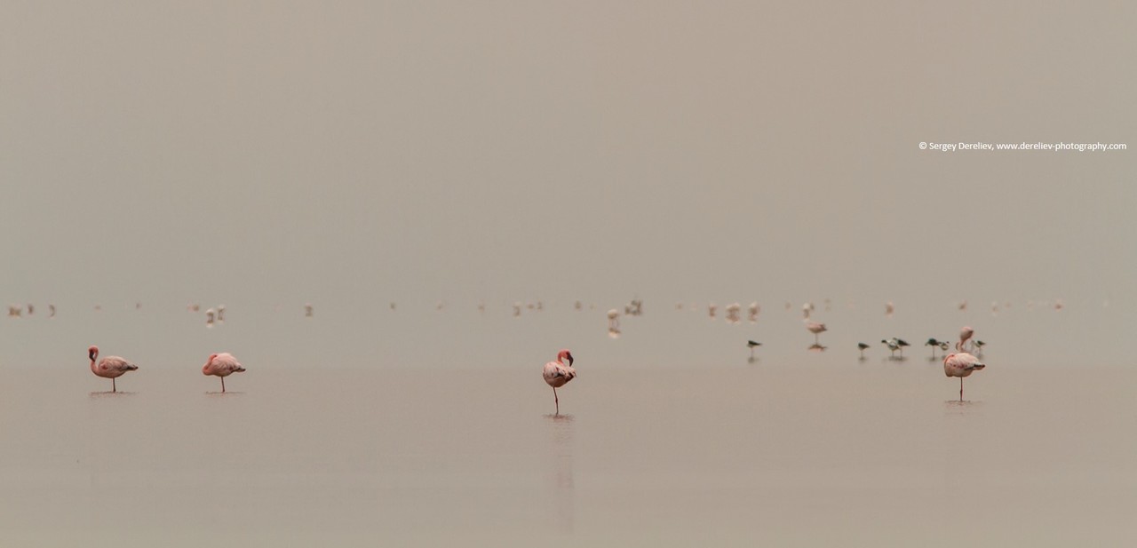 Foggy future of tropical waterbirds