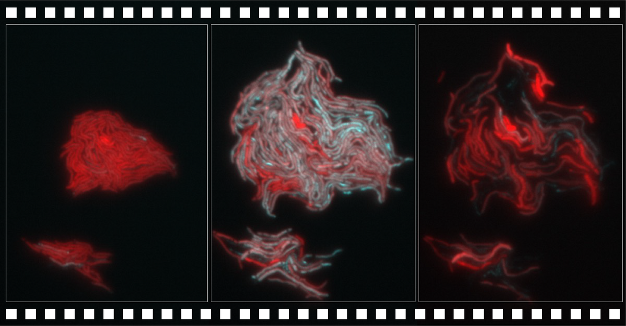 µDeSCRiPTor: Revolutionizing tuberculosis therapeutics through single-cell biology