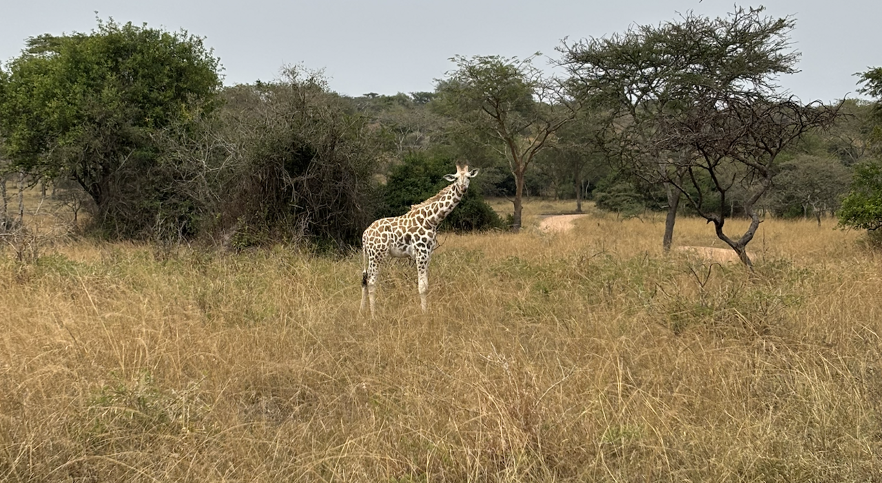 LiA Journal - Kasiisi Project Week 4