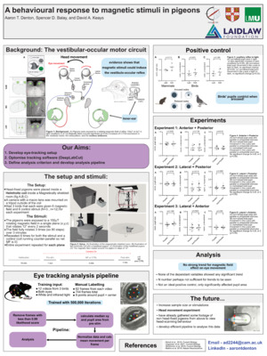 A behavioural response to magnetic stimuli in pigeons Poster