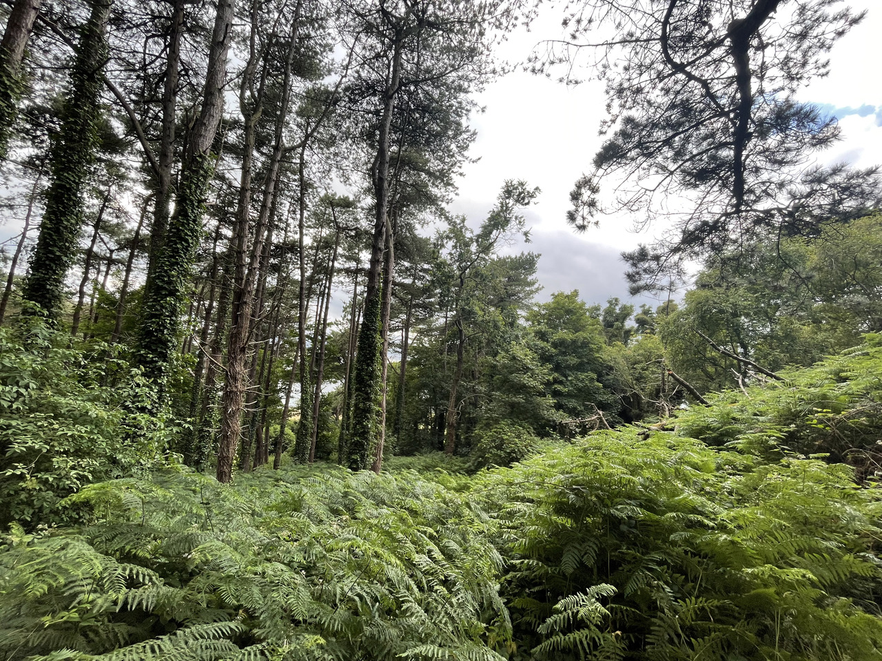 Understanding Soil’s Role in Urban Ecology: My Research Experience