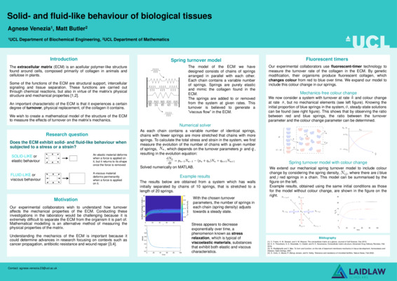 Solid- and fluid-like behaviour of biological tissues