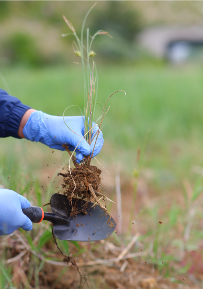 Unexpected insights on marine sulfur cycling from unlikely terrestrial beginnings