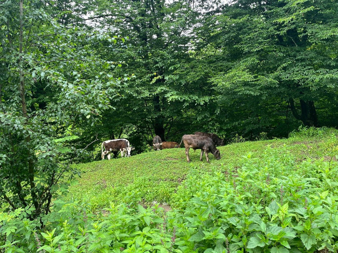 LIA Week 4 🐂🌿☕