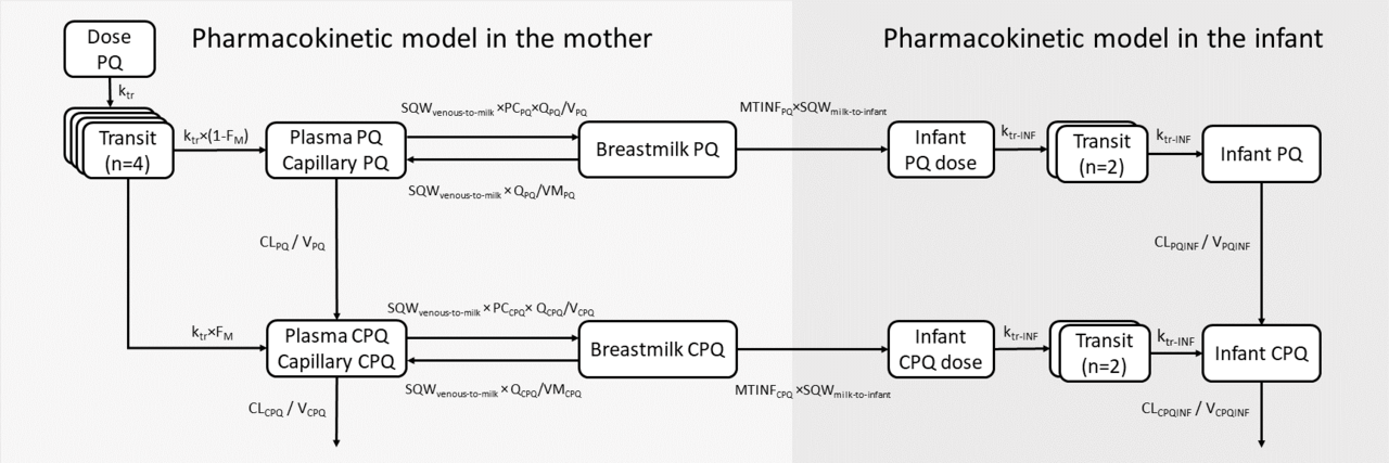 Population pharmacokinetic modelling of primaquine exposures in lactating women and breastfed infants