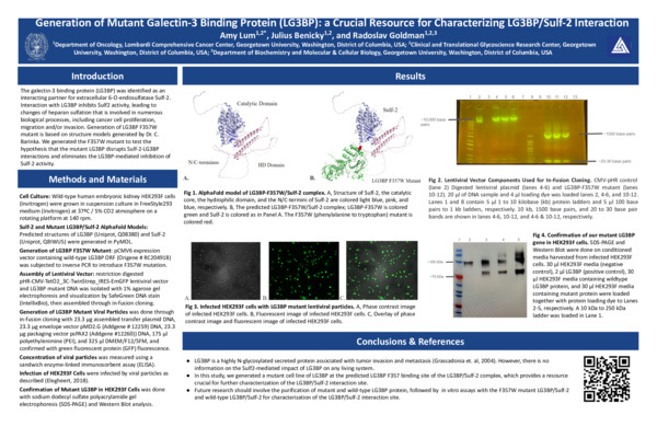 Generation of Mutant Galectin-3 Binding Protein (LG3BP): a Crucial Resource for Characterizing LG3BP/Sulf-2 Interaction Poster
