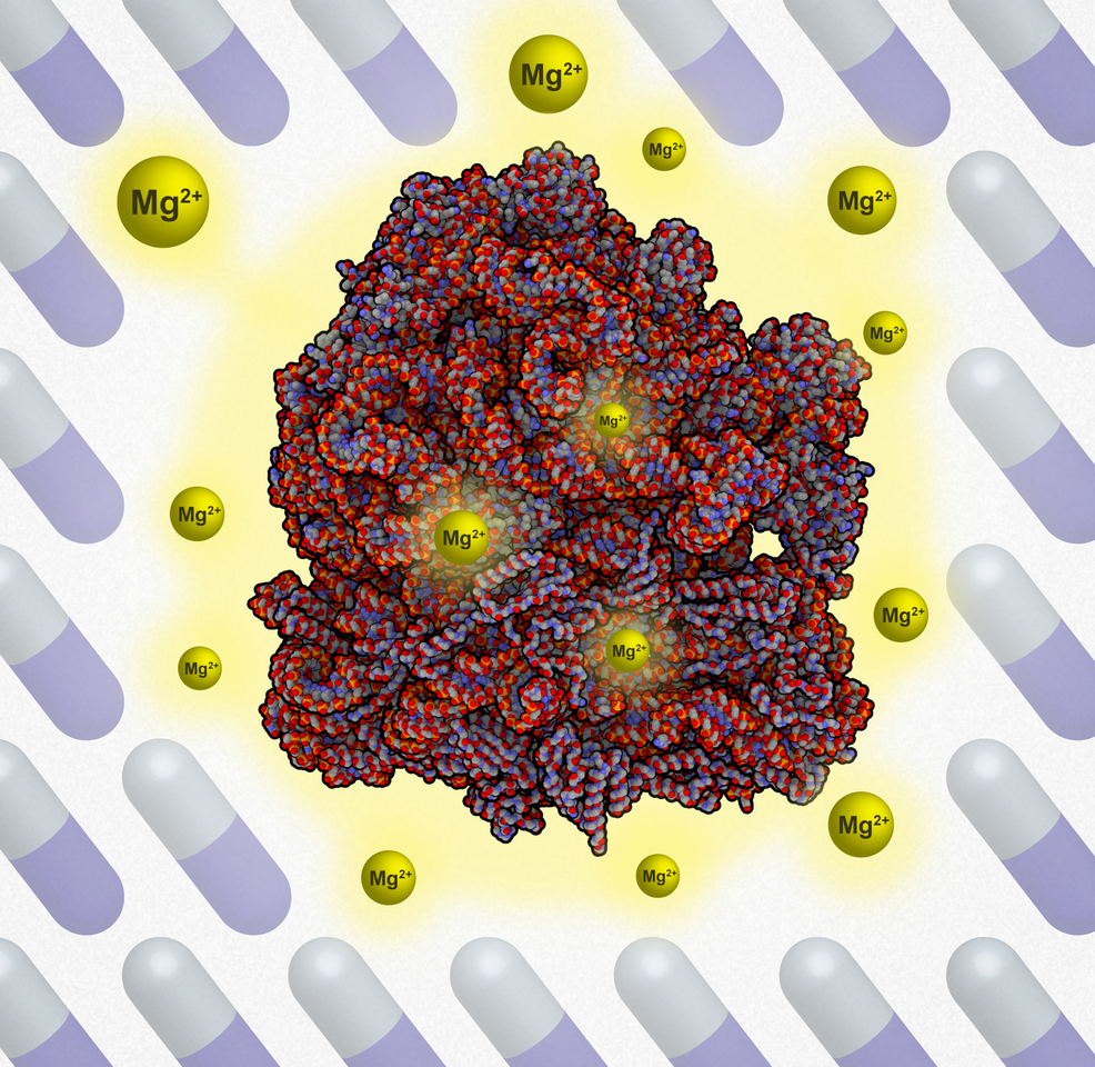 Magnesium Flux Modulates Ribosomes to Increase Bacterial Survival