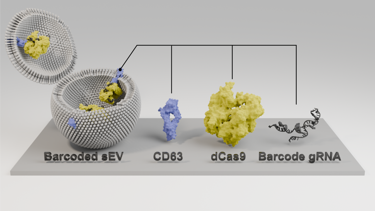 Unveiling the release mechanism of small extracellular vesicles with an unprecedented throughput