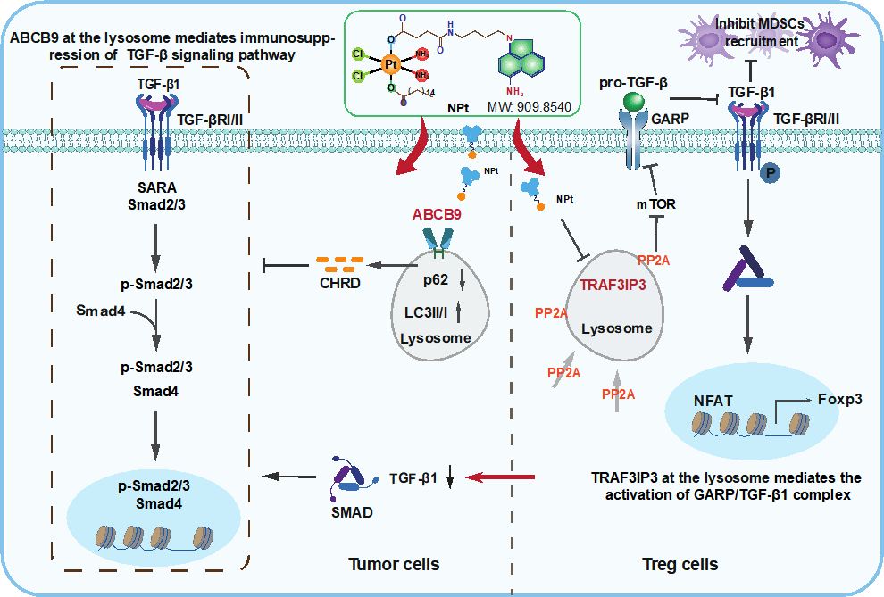 Suppression of lysosome metabolism-meditated GARP/TGF-β1 complexes specifically depletes regulatory T cells to inhibit breast cancer metastasis