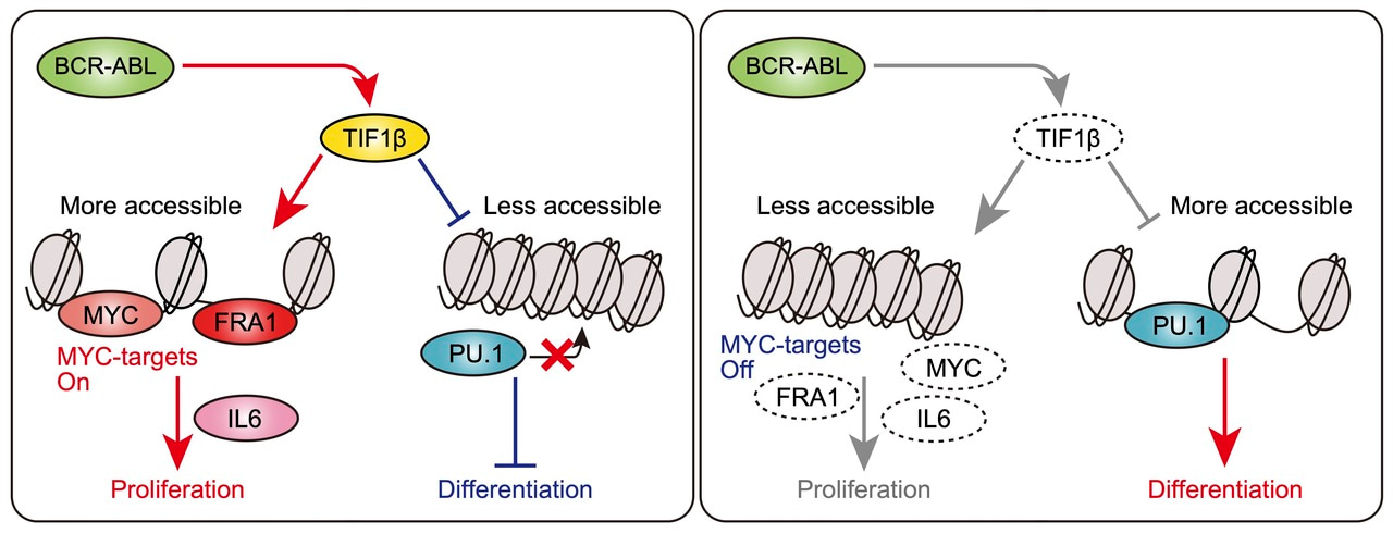 TIF1β activates FOSL1 and drives BCR::ABL1 myeloid leukemia.