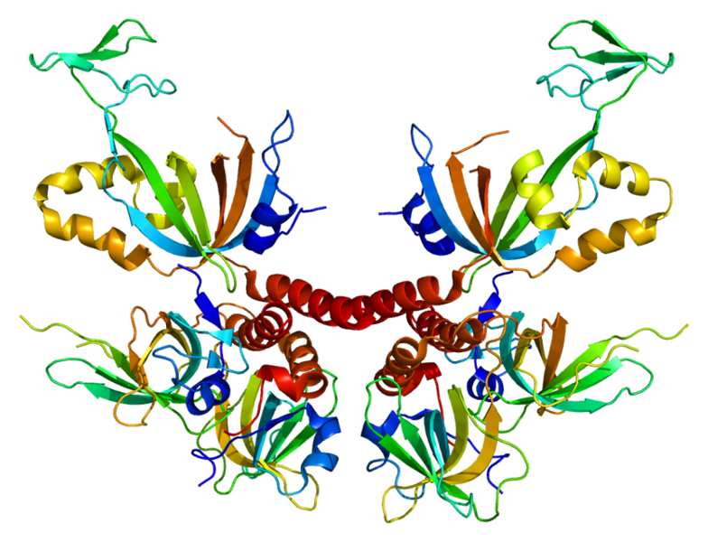Characterizing Binding Between Replication Protein A and the Human Shu Complex
