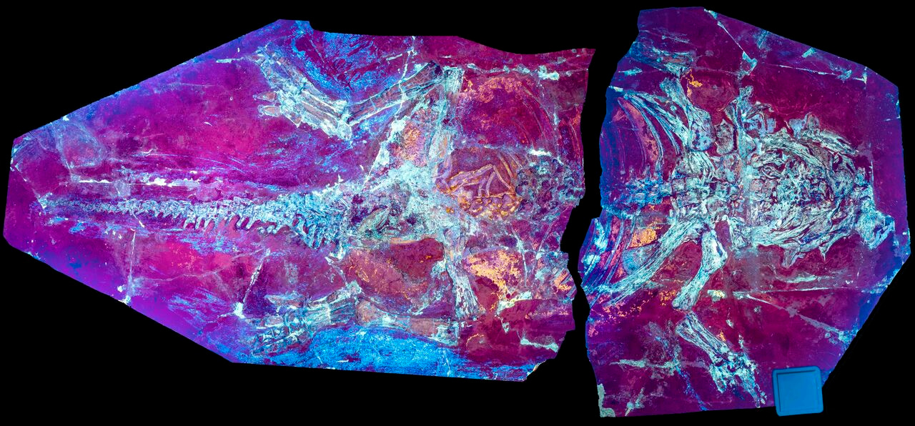 Feathered dinosaurs retained reptile-type skin