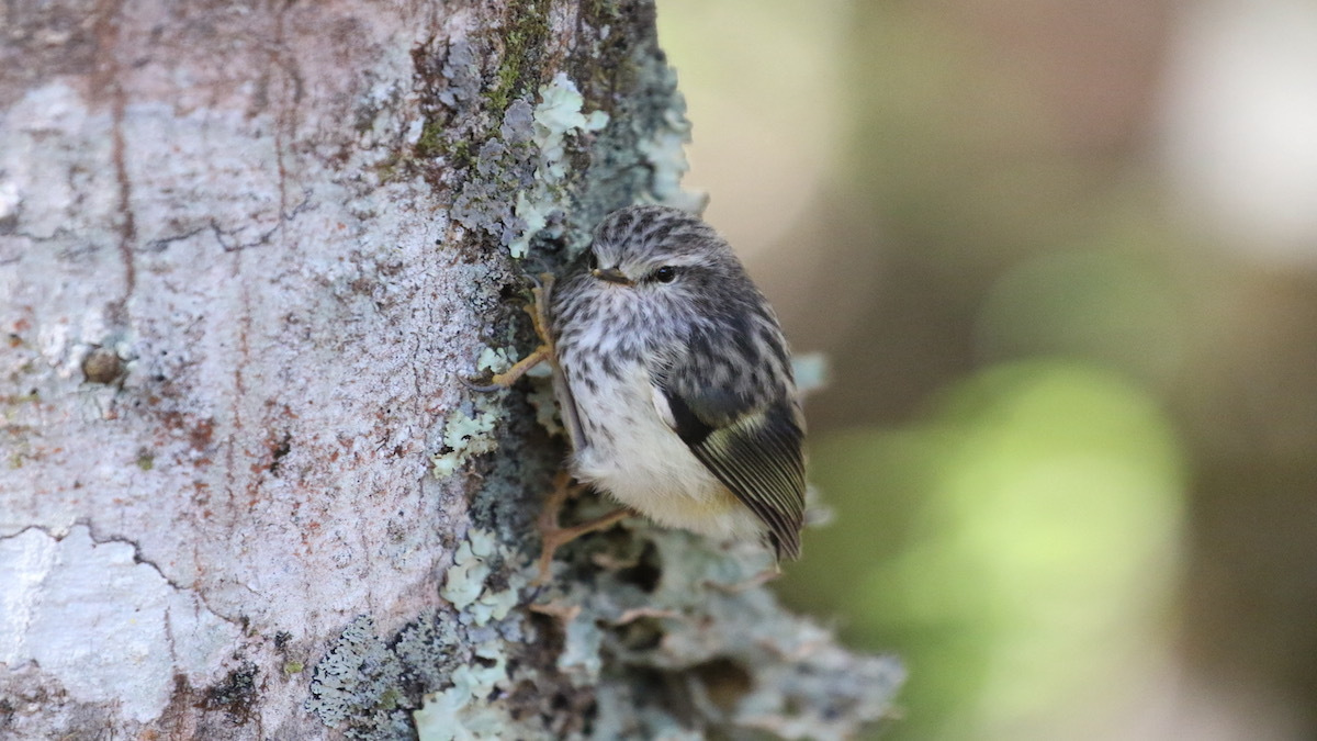 Are New Zealand Wrens vocal learners?