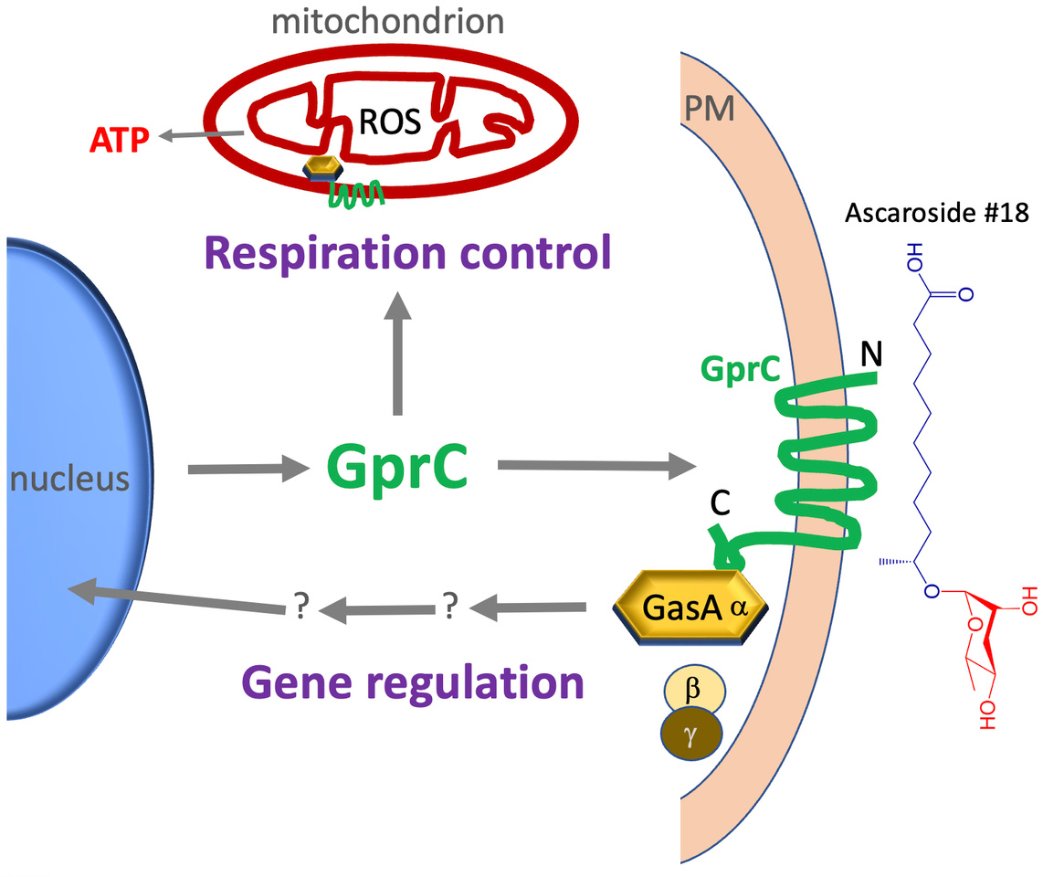 A seven transmembrane receptor localizes to mitochondria and controls energy metabolism in a predatory fungus hunting C. elegans