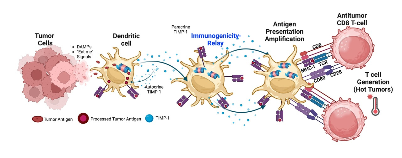 Immunogenicity Relay with TIMP-1: A Golden Key for DCs to Defy Tolerance