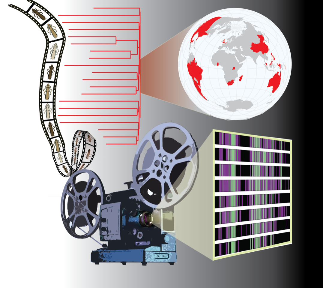 Lice and their bacterial partners provide new insights into reductive genome evolution