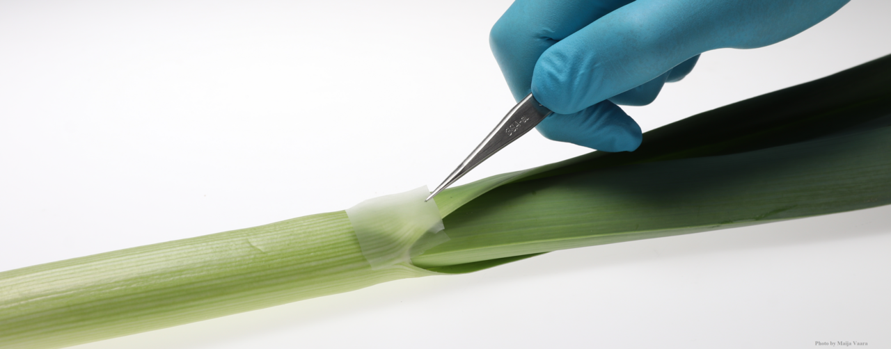 From Kitchen Garden to Multifunctionality