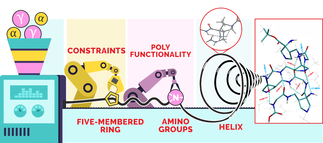 Shaping of secondary structure by additional amino groups