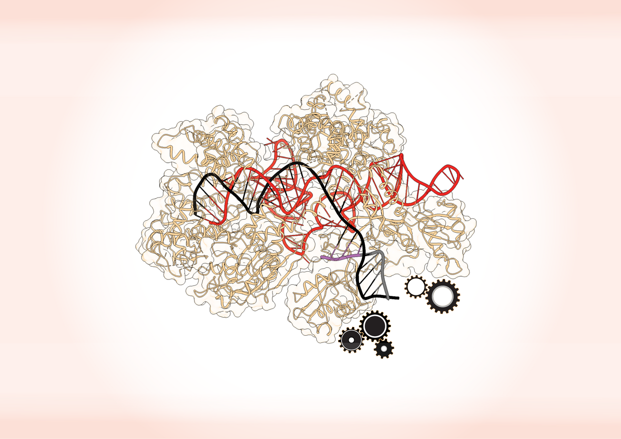 The perfect cut: a CRISPR tale where precision meets power