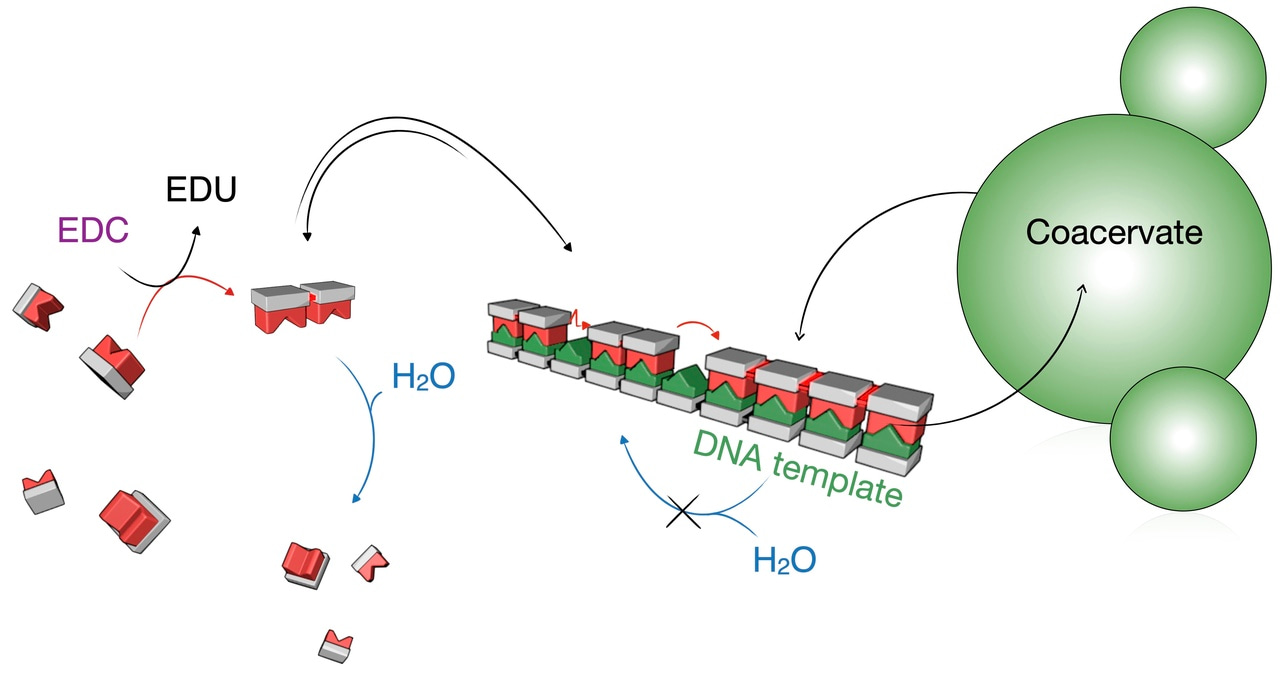 A Journey Towards Understanding the Stabilization of Labile Molecules