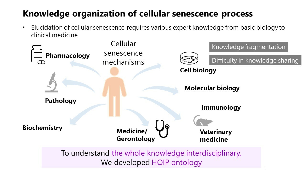 Prototyping an Ontological Framework for Cellular Senescence Mechanisms: A Homeostasis Imbalance Perspective