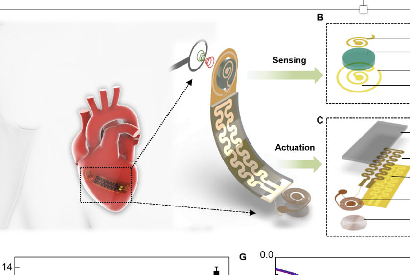 Soft Robots Getting Under Your Skin: Transforming Healthcare from Heart Patches to Smart Pills. 
