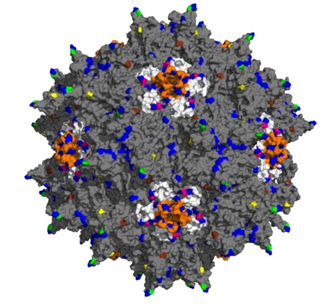 The promise of anti-cancer vaccines