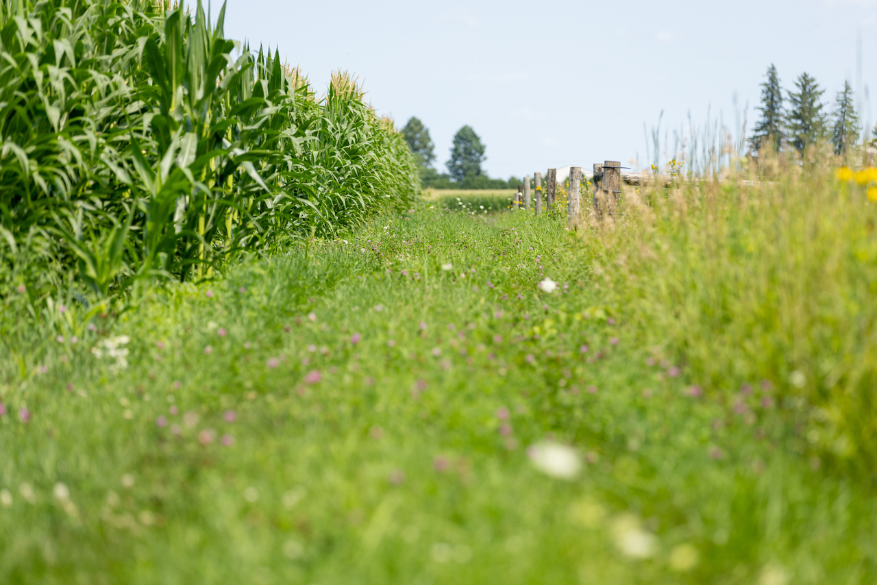 Behind the Paper: Soil carbon maintained by perennial grasslands over 30 years but lost in field crop systems in a temperate Mollisol