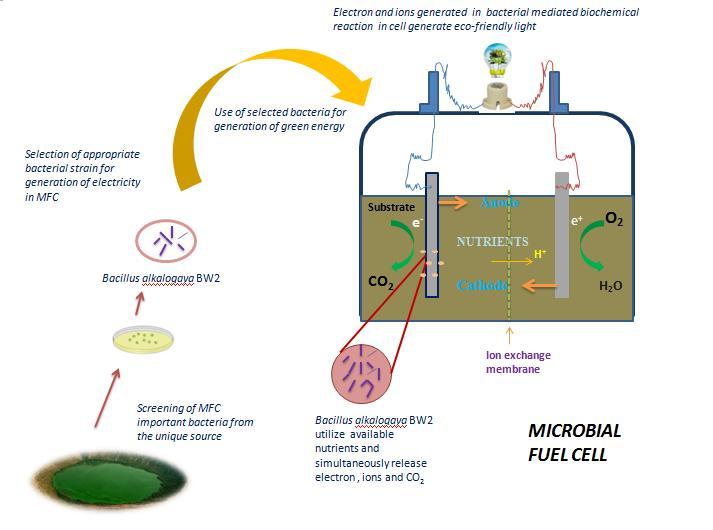 Electrogenic Microbes : Potential source for brightening future 