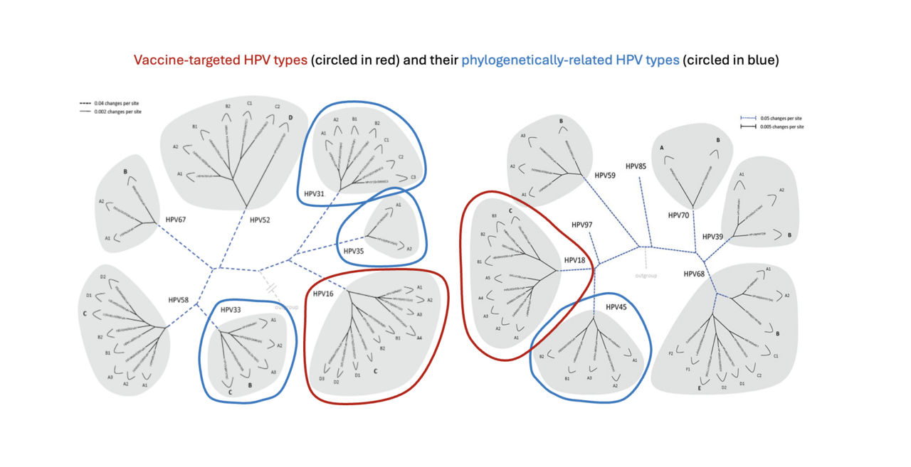 Bivalent HPV vaccine performance against cross-protected HPV genotypes: Implications of differential vaccine efficacy across viral variants 