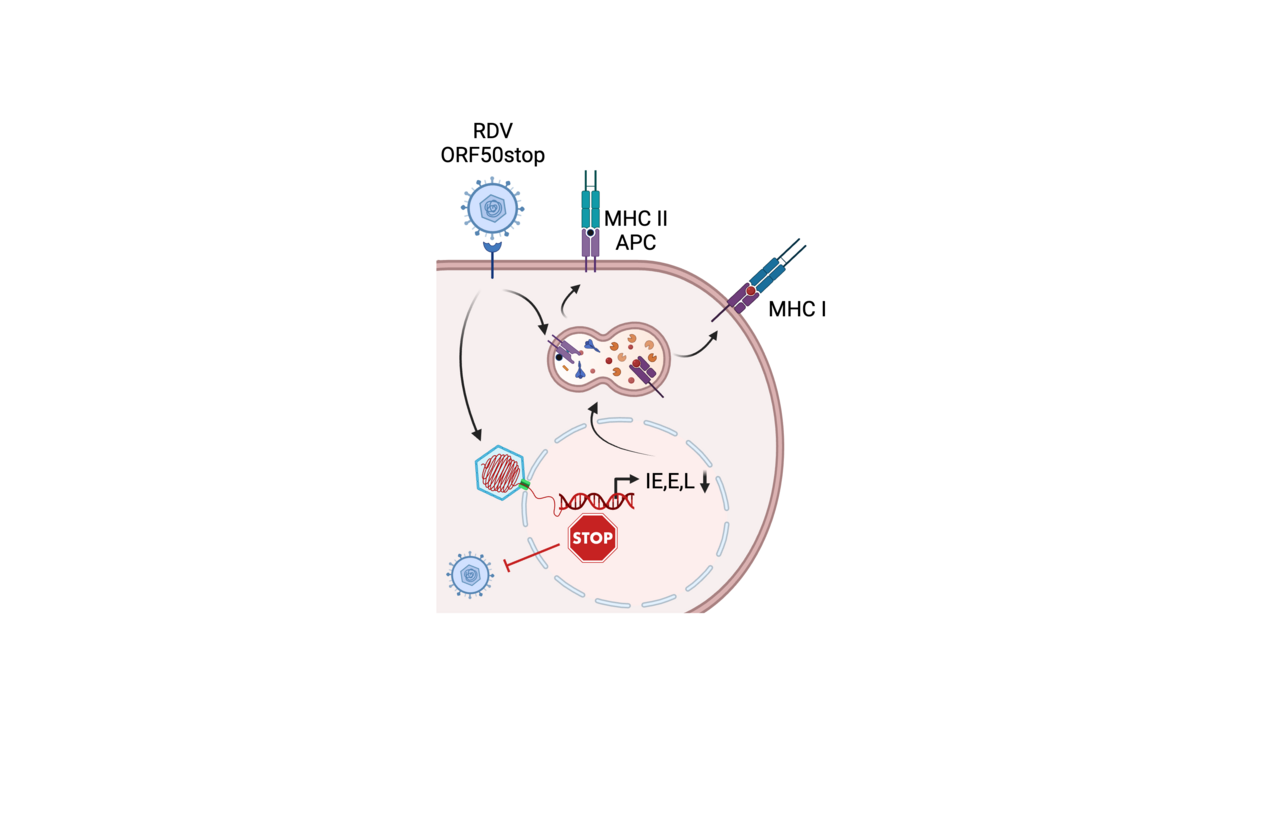 Turning the tables on gammaherpesviruses to make vaccines.