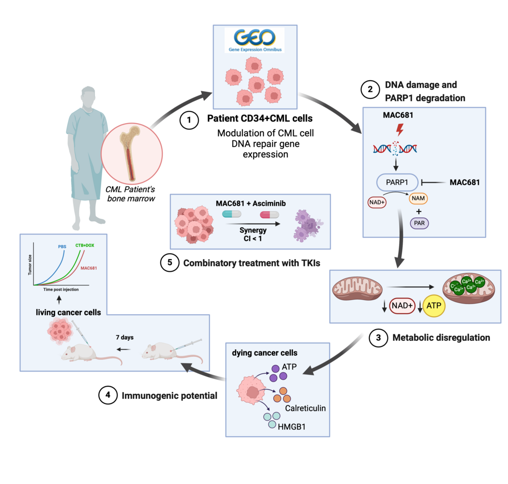 The antileukemic effect of methylated indolequinone MAC681 involves degradation of PARP1 and immunogenic necroptosis