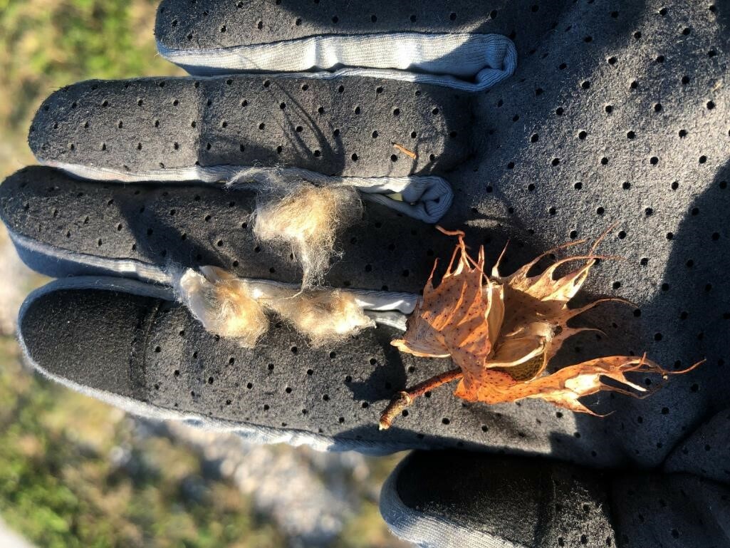 Discovery of genetic diversity left behind by the bottleneck of cotton domestication