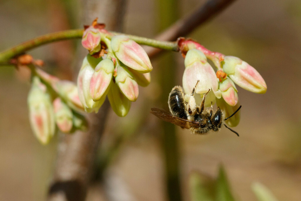 Insufficient pollinator visitation often limits yield in crop systems worldwide