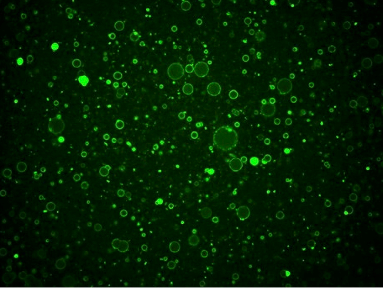 Gradient-Mediated Assembly: How Insect Cuticle Peptides Shape Future Drug Delivery