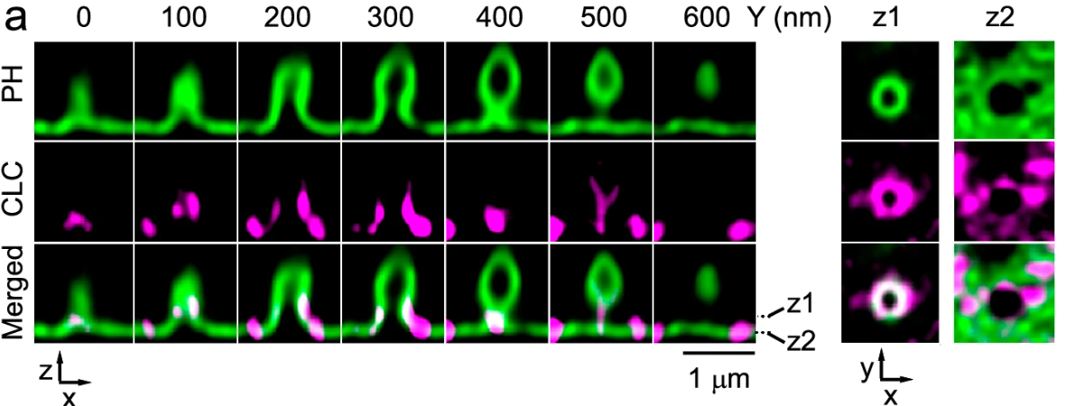 Unveiling Clathrin's New Role: A Paradigm Shift in Membrane Dynamics