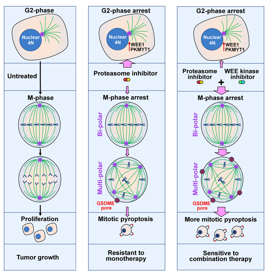 Synergistic induction of mitotic pyroptosis and tumor remission by inhibiting proteasome and WEE family kinases