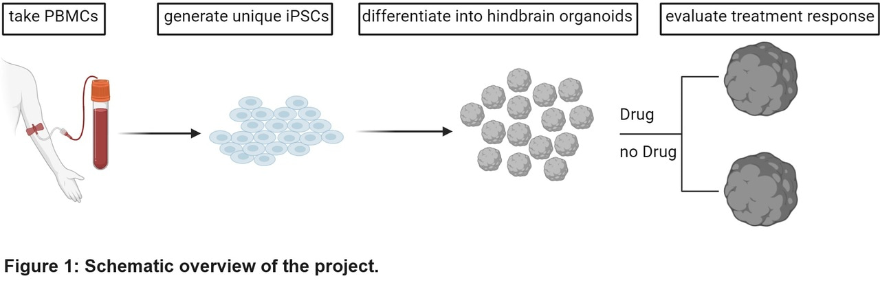 Neuronal organoids to study patient heterogeneity and personalized in vitro drug testing in Alzheimer's Disease